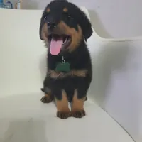 Hunter, a male Rottweiler for sale in Sand Springs, OK – 2 of 6