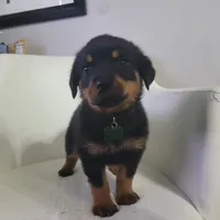 Hunter, a male Rottweiler for sale in Sand Springs, OK – 3 of 6