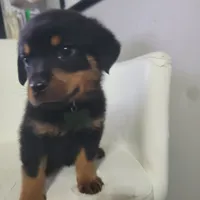 Hunter, a male Rottweiler for sale in Sand Springs, OK – 4 of 6