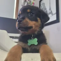 Hunter, a male Rottweiler for sale in Sand Springs, OK – 1 of 6