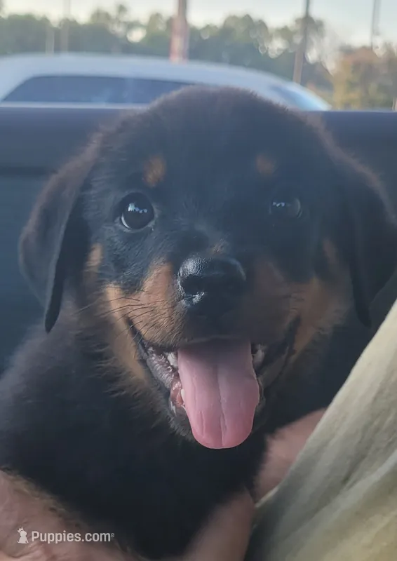 Blue – Rottweiler puppy for sale in Sand Springs, OK
