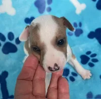 AKC Male Italian Greyhound, a male Italian Greyhound for sale in Spiro, OK – Photo 3 of 6