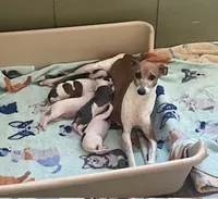 AKC Male Italian Greyhound, a male Italian Greyhound for sale in Spiro, OK – Photo 2 of 6