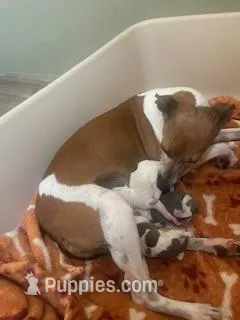 AKC Male Italian Greyhound – Italian Greyhound puppy for sale in Spiro, OK