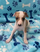 AKC Male Italian Greyhound, a male Italian Greyhound for sale in Spiro, OK – Photo 4 of 6