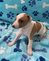 AKC Male Italian Greyhound, a male Italian Greyhound for sale in Spiro, OK – Photo 6 of 6