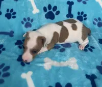 AKC Male Italian Greyhound, a male Italian Greyhound for sale in Spiro, OK – Photo 5 of 6