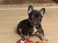 Duncan, a male French Bulldog for sale in Greenwood, FL – 2 of 8