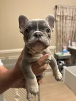 Cordelia, a female French Bulldog for sale in Greenwood, FL – 3 of 7