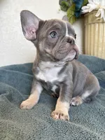 Cordelia, a female French Bulldog for sale in Greenwood, FL – 2 of 7
