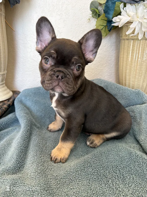 Duncan – French Bulldog puppy for sale in Greenwood, FL