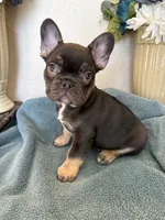 Duncan, a male French Bulldog for sale in Greenwood, FL – 1 of 8