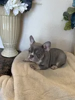 Cordelia, a female French Bulldog for sale in Greenwood, FL – 6 of 7