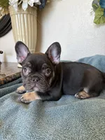 Duncan, a male French Bulldog for sale in Greenwood, FL – 4 of 8