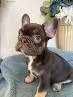 Duncan, a male French Bulldog for sale in Greenwood, FL – 8 of 8
