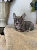 Cordelia, a female French Bulldog for sale in Greenwood, FL – 4 of 7