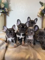Duncan, a male French Bulldog for sale in Greenwood, FL – 5 of 8