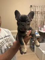 Duncan, a male French Bulldog for sale in Greenwood, FL – 3 of 8