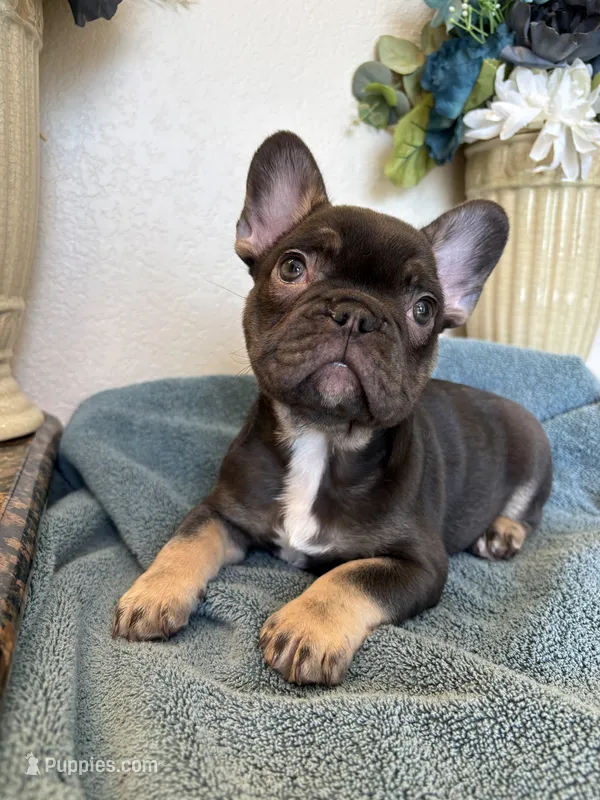 Duncan – French Bulldog puppy for sale in Greenwood, FL