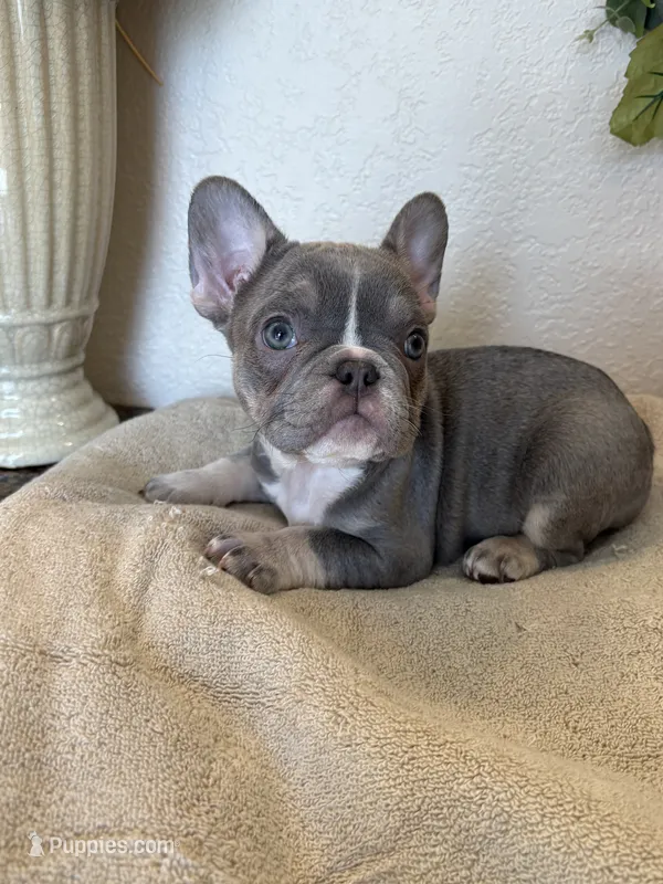 Cordelia – French Bulldog puppy for sale in Greenwood, FL