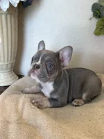 Cordelia, a female French Bulldog for sale in Greenwood, FL – 7 of 7