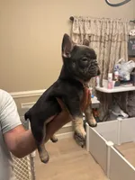 Duncan, a male French Bulldog for sale in Greenwood, FL – 7 of 8