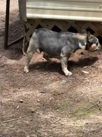 Mary Jane, a female French Bulldog for sale in Benton, TN – 2 of 2