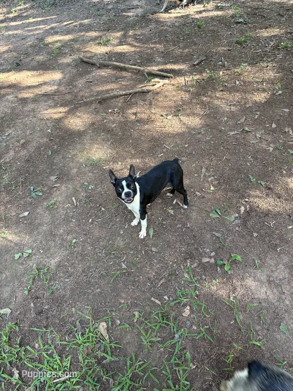 Shine – Boston Terrier puppy for sale in Benton, TN