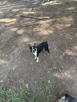 Shine, a female Boston Terrier for sale in Benton, TN – 1 of 2