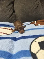 Male 3, a male Miniature Dachshund for sale in Benton, TN – 2 of 3