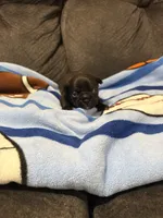 Male 1, a male Bugg for sale in Benton, TN – 2 of 2