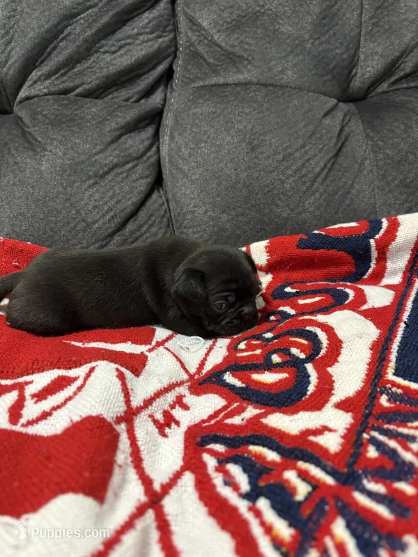 Male 1 – Bugg puppy for sale in Benton, TN