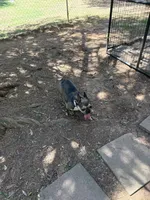 Maryjane, a female French Bulldog for sale in Benton, TN – 3 of 3