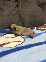 Male 2, a male Pug for sale in Benton, TN – 3 of 3