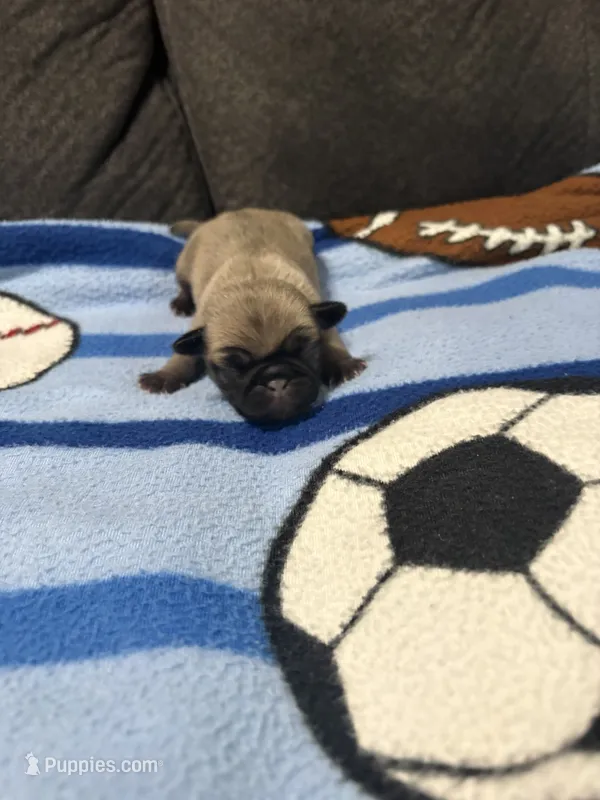Male 2 – Pug puppy for sale in Benton, TN