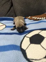 Male 2, a male Pug for sale in Benton, TN – 1 of 3