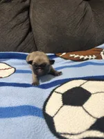 Male 2, a male Pug for sale in Benton, TN – 2 of 3