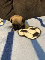 Female 1, a female Pug for sale in Benton, TN – Photo 2 of 3