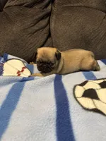 Female 1, a female Pug for sale in Benton, TN – Photo 3 of 3