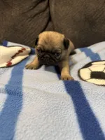 Female 1, a female Pug for sale in Benton, TN – Photo 1 of 3