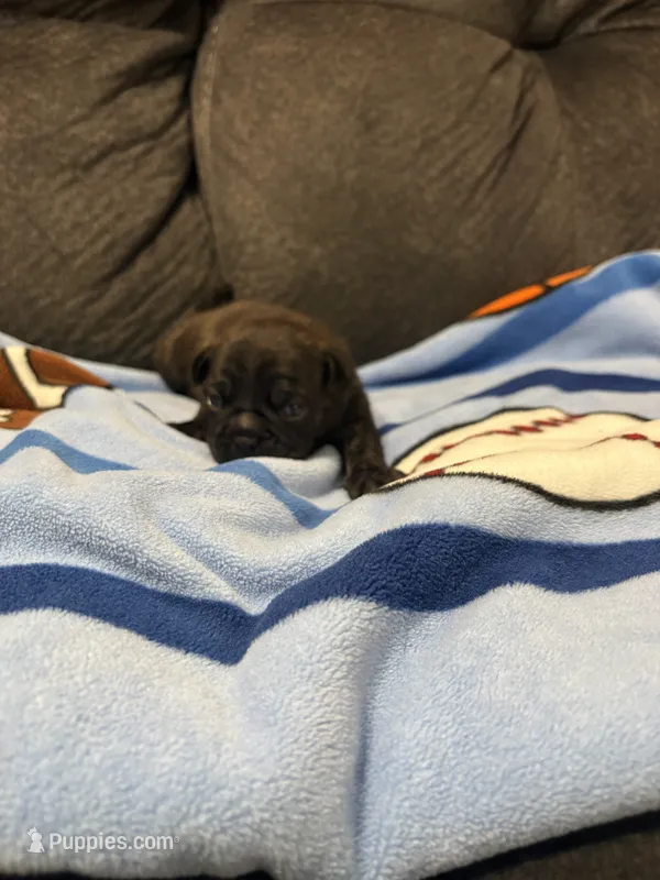 Male 3 – Bugg puppy for sale in Benton, TN