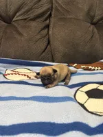 Male 4, a male Pug for sale in Benton, TN – 3 of 3