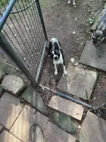 Shine, a female Boston Terrier for sale in Benton, TN – 2 of 2