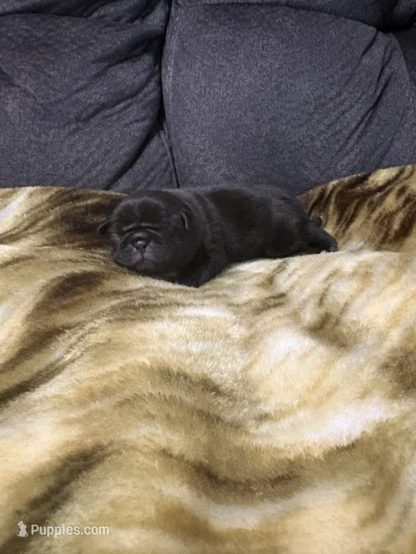 Male 1 – Pug puppy for sale in Benton, TN