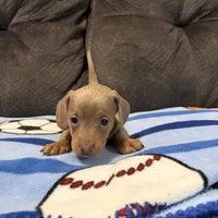 Female 2, a female Miniature Dachshund for sale in Benton, TN – Photo 2 of 3