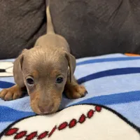 Female 2, a female Miniature Dachshund for sale in Benton, TN – Photo 1 of 3