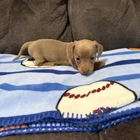 Female 2, a female Miniature Dachshund for sale in Benton, TN – Photo 3 of 3