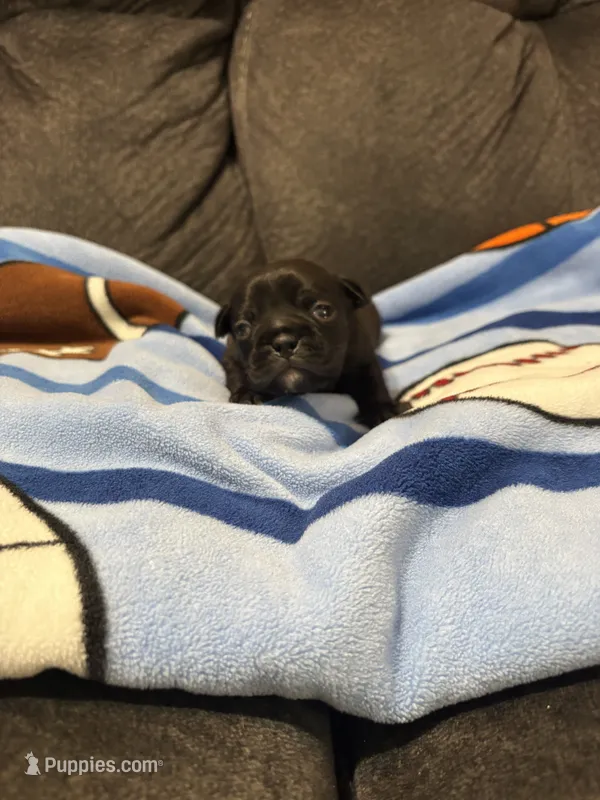 Male 1 – Bugg puppy for sale in Benton, TN