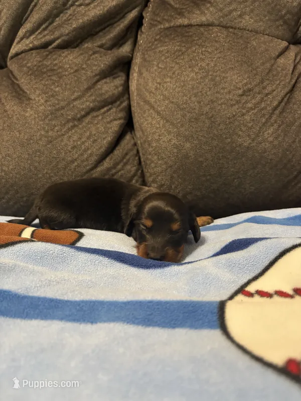 Male 1 – Miniature Dachshund puppy for sale in Benton, TN