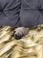 Male 2, a male Pug for sale in Benton, TN – 3 of 3